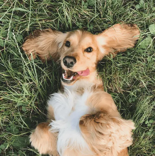 Playful dog lying in the grass